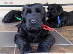 Terrier nero Russo - Cuccioli - Foto n. 12