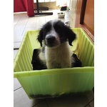 Ares Dolce Cucciolo Taglia Media 3 Mesi