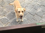 Simil Labrador in Adozione - Foto n. 2