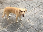 Simil Labrador in Adozione - Foto n. 3