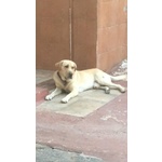 Simil Labrador in Adozione - Foto n. 4