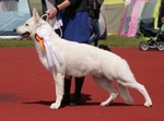 Cuccioli di Pastore Svizzero Bianco pelo Corto - Foto n. 1