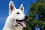 Cuccioli di Pastore Svizzero Bianco pelo Corto - Foto n. 5