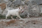 Cuccioli di Pastore Svizzero Bianco pelo Corto - Foto n. 7