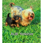 Allevamento Alibi : Yorkshire & Silky con Pedigree e Affisso Enci - Foto n. 6