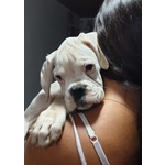 Disponibile Cucciola di Boxer Bianca