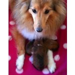 Shetland sheepdog cuccioli