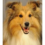 Shetland Sheepdog Cuccioli - Foto n. 3