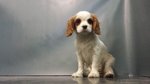 Cavalier King