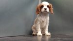 Cavalier King - Foto n. 2