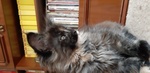 Maine coon Femminuccia - Foto n. 3