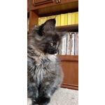 Maine coon Femminuccia