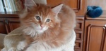 Maine coon Maschietto - Foto n. 1