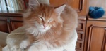 Maine coon Maschietto - Foto n. 2