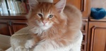 Maine coon Maschietto - Foto n. 4