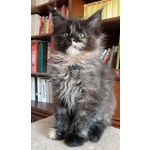 Maine coon Femminuccia