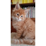 Maine coon Maschietto - Foto n. 2