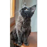 🐱 Maine Coon femmina di 5 anni e 1 mese in vendita a Trasaghis (UD) e in tutta Italia da privato