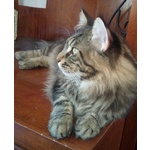 Maine coon Accoppiamento