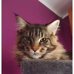 Maine coon Accoppiamento - Foto n. 4