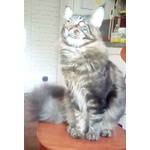 Maine coon Accoppiamento - Foto n. 5