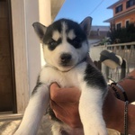 Cuccioli di Husky - Foto n. 2