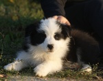 Cucciole Border Collie