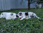 Cuccioli di Border Collie con Pedigree - Foto n. 1