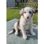 Cuccioli di Border Collie con Pedigree - Foto n. 2