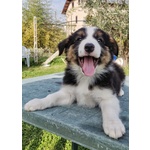 Cuccioli di Border Collie con Pedigree - Foto n. 3