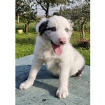 Cuccioli di Border Collie con Pedigree - Foto n. 5