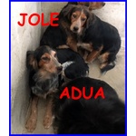 Jole e adua Sorelle Simil Setterine Cercano casa Separate o Insieme - Foto n. 2