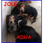 Jole e adua Sorelle Simil Setterine Cercano casa Separate o Insieme - Foto n. 3