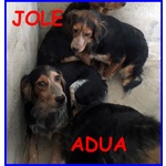 Jole e adua Sorelle Simil Setterine Cercano casa Separate o Insieme - Foto n. 4