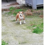 Vendesi Cucciola di Amstaff American Staffordshire Terrier - Foto n. 3