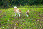 Disponibili Cuccioli di Akita inu Maschi Fulvi - Foto n. 3