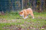 Disponibili Cuccioli di Akita inu Maschi Fulvi - Foto n. 4