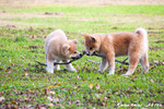 Disponibili Cuccioli di Akita inu Maschi Fulvi - Foto n. 1