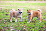 Disponibili Cuccioli di Akita inu Maschi Fulvi - Foto n. 6