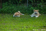 Disponibili Cuccioli di Akita inu Maschi Fulvi - Foto n. 10