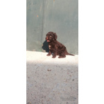 🐶 Perro de Agua femmina di 4 anni e 7 mesi in vendita a Pisa (PI) e in tutta Italia da privato