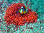 Anemone Rosso Quadricolor Raro