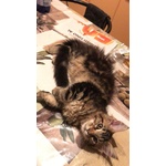 Meravigliosi Cuccioli di Maine Coon - Foto n. 2