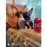 Chihuahua Bellissimi Cuccioli Disponibili da Privato