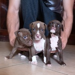 Cuccioli Pitbull - Foto n. 1