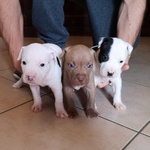 Cuccioli Pitbull - Foto n. 2