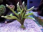 Talea di Acropora Verde Corallo duro Sps - Foto n. 2