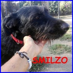 Smilzo Simil Schnauzer 2 anni e Mezzo non ha Ancora una Famiglia - Foto n. 1