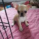 Cucciolo di Chihuahua