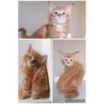 Maine coon Cuccioli